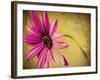 Fuchsia Daisy III-Honey Malek-Framed Photographic Print