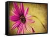 Fuchsia Daisy III-Honey Malek-Framed Stretched Canvas