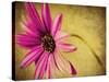 Fuchsia Daisy III-Honey Malek-Stretched Canvas