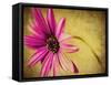 Fuchsia Daisy III-Honey Malek-Framed Stretched Canvas