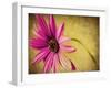 Fuchsia Daisy III-Honey Malek-Framed Photographic Print