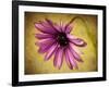 Fuchsia Daisy IV-Honey Malek-Framed Photographic Print