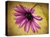 Fuchsia Daisy IV-Honey Malek-Stretched Canvas