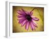 Fuchsia Daisy IV-Honey Malek-Framed Photographic Print