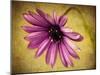 Fuchsia Daisy IV-Honey Malek-Mounted Photographic Print