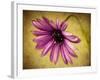 Fuchsia Daisy IV-Honey Malek-Framed Photographic Print