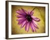 Fuchsia Daisy IV-Honey Malek-Framed Photographic Print