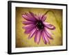 Fuchsia Daisy IV-Honey Malek-Framed Photographic Print