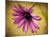 Fuchsia Daisy IV-Honey Malek-Mounted Photographic Print