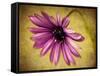 Fuchsia Daisy IV-Honey Malek-Framed Stretched Canvas