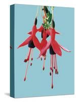 Fuchsia Flowers Blooming-null-Stretched Canvas