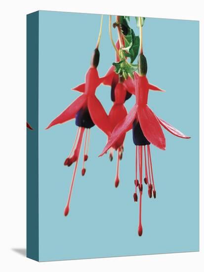 Fuchsia Flowers Blooming-null-Stretched Canvas