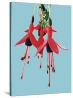 Fuchsia Flowers Blooming-null-Stretched Canvas