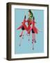 Fuchsia Flowers Blooming-null-Framed Photographic Print