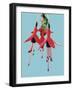 Fuchsia Flowers Blooming-null-Framed Photographic Print