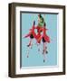 Fuchsia Flowers Blooming-null-Framed Photographic Print