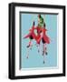 Fuchsia Flowers Blooming-null-Framed Photographic Print