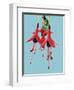 Fuchsia Flowers Blooming-null-Framed Photographic Print