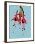 Fuchsia Flowers Blooming-null-Framed Photographic Print