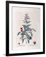 Fuchsia (Fuchsia Magellanica)-null-Framed Giclee Print