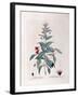 Fuchsia (Fuchsia Magellanica)-null-Framed Giclee Print