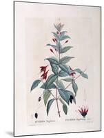 Fuchsia (Fuchsia Magellanica)-null-Mounted Giclee Print