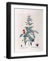 Fuchsia (Fuchsia Magellanica)-null-Framed Giclee Print