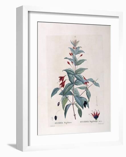 Fuchsia (Fuchsia Magellanica)-null-Framed Giclee Print