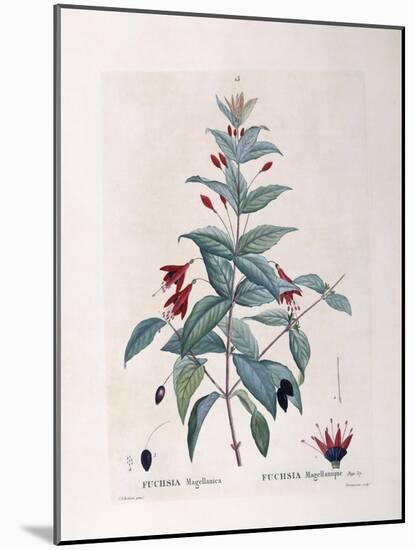 Fuchsia (Fuchsia Magellanica)-null-Mounted Giclee Print