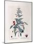 Fuchsia (Fuchsia Magellanica)-null-Mounted Giclee Print