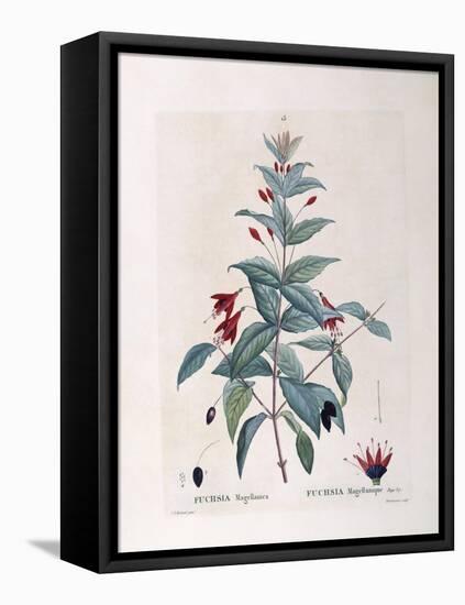 Fuchsia (Fuchsia Magellanica)-null-Framed Stretched Canvas