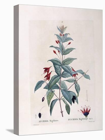 Fuchsia (Fuchsia Magellanica)-null-Stretched Canvas