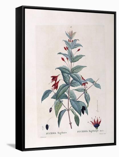 Fuchsia (Fuchsia Magellanica)-null-Framed Stretched Canvas