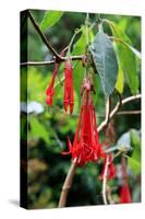 Fuchsia in Sete Fontes Park near Rosais, Sao Jorge Island, Azores, Portugal-null-Stretched Canvas