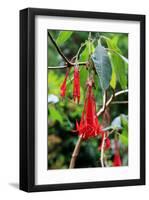 Fuchsia in Sete Fontes Park near Rosais, Sao Jorge Island, Azores, Portugal-null-Framed Art Print