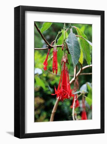 Fuchsia in Sete Fontes Park near Rosais, Sao Jorge Island, Azores, Portugal-null-Framed Art Print