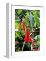 Fuchsia in Sete Fontes Park near Rosais, Sao Jorge Island, Azores, Portugal-null-Framed Art Print