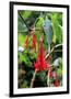 Fuchsia in Sete Fontes Park near Rosais, Sao Jorge Island, Azores, Portugal-null-Framed Art Print