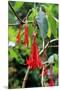 Fuchsia in Sete Fontes Park near Rosais, Sao Jorge Island, Azores, Portugal-null-Mounted Art Print