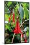 Fuchsia in Sete Fontes Park near Rosais, Sao Jorge Island, Azores, Portugal-null-Mounted Art Print