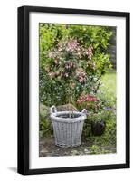 Fuchsia in White Basket-Andrea Haase-Framed Photographic Print