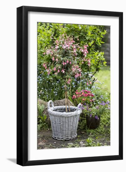 Fuchsia in White Basket-Andrea Haase-Framed Photographic Print