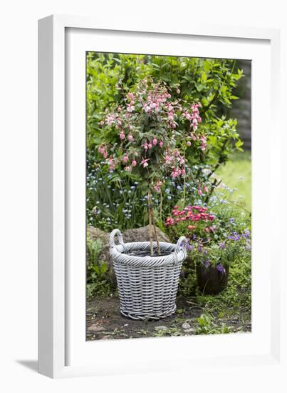 Fuchsia in White Basket-Andrea Haase-Framed Photographic Print