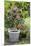 Fuchsia in White Basket-Andrea Haase-Mounted Premium Photographic Print