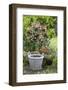 Fuchsia in White Basket-Andrea Haase-Framed Photographic Print