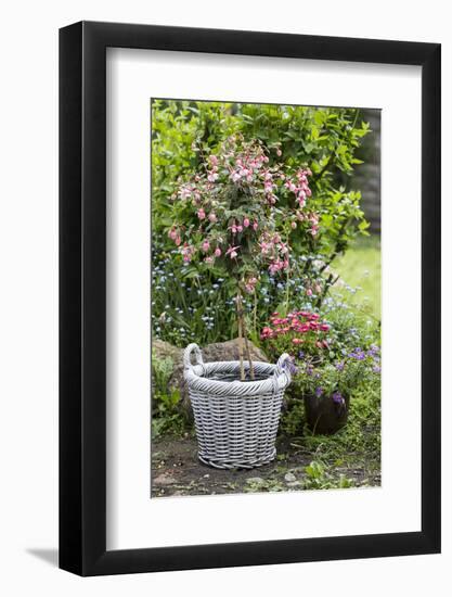 Fuchsia in White Basket-Andrea Haase-Framed Photographic Print