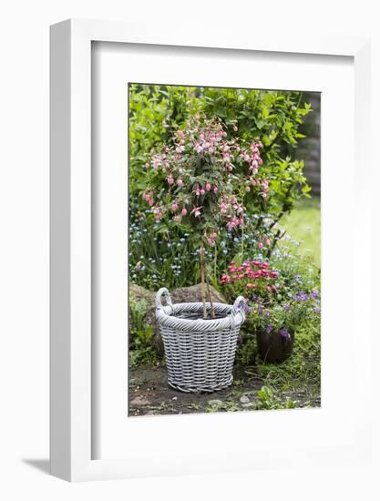 Fuchsia in White Basket-Andrea Haase-Framed Photographic Print