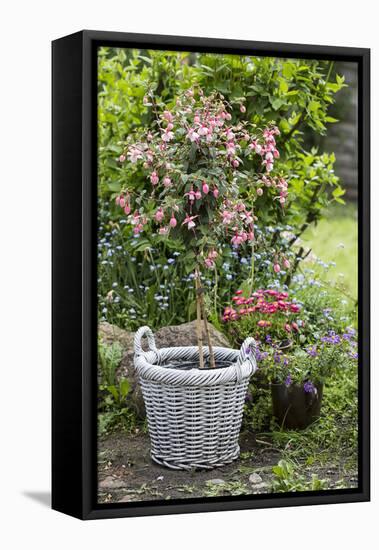 Fuchsia in White Basket-Andrea Haase-Framed Stretched Canvas