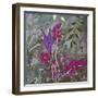 Fuchsia Nights-Ruth Palmer-Framed Art Print