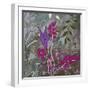 Fuchsia Nights-Ruth Palmer-Framed Art Print